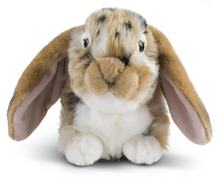 Dutch Lop Eared Rabbit Brown